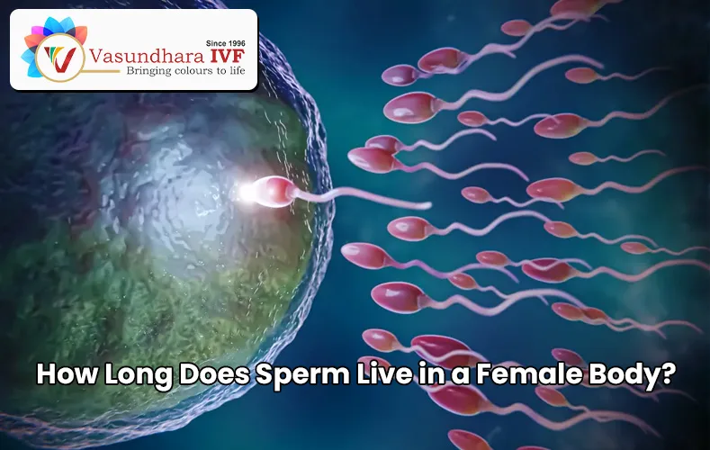 How Long Does Sperm Last in a Female Body