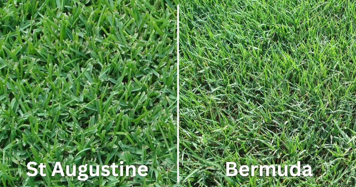 Is My Grass Bermuda or St Augustine