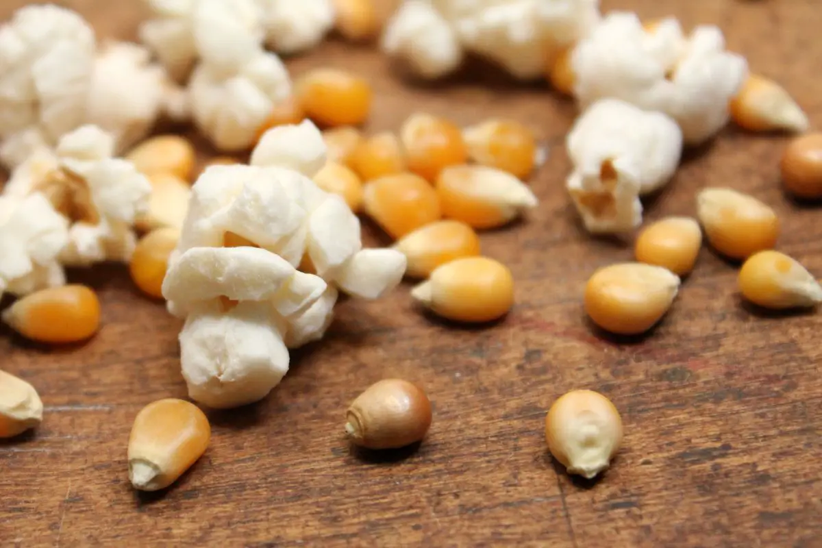 Popcorn Kernels Not Popping