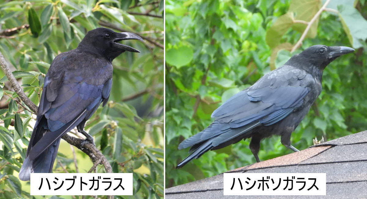カラスノエンドウに毒性はある？食べ方やペット誤食リスクの真相