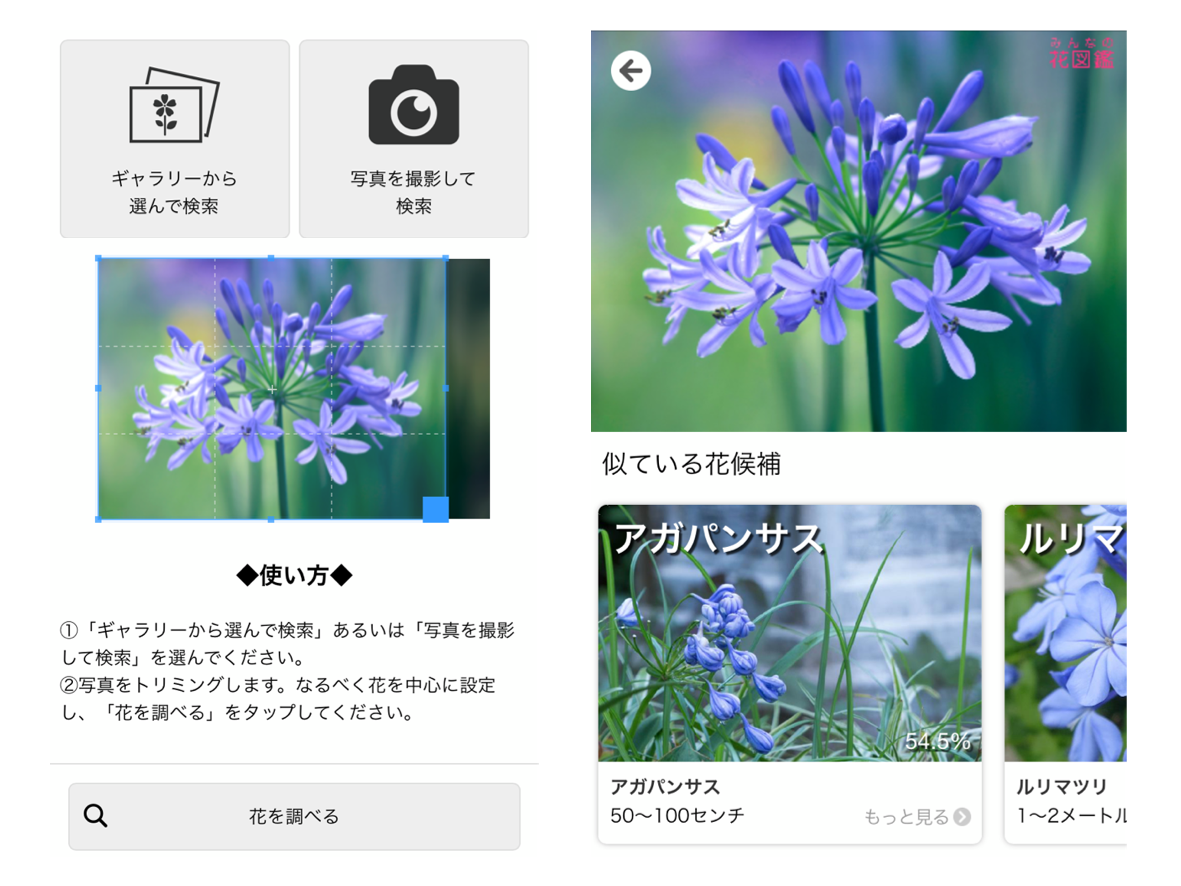 写真1枚で即特定！花の名前を調べる2026年最新テクと無料アプリ徹底比較