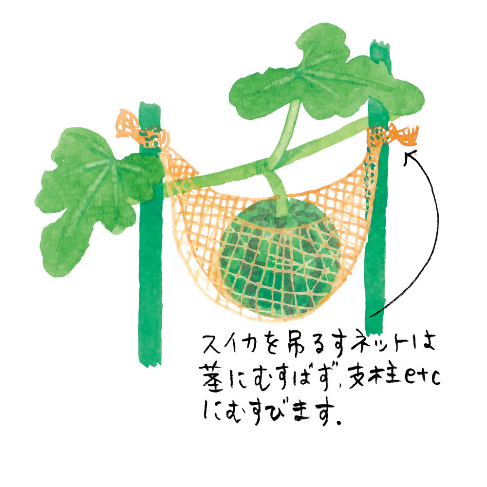 スイカの育て方完全ガイド｜初心者でも甘く実る摘芯・受粉・プランター術