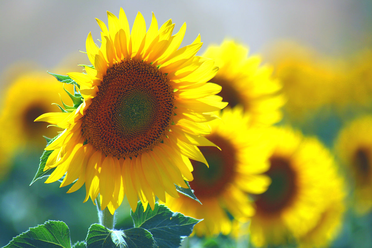 What Are Sunflower Nuts