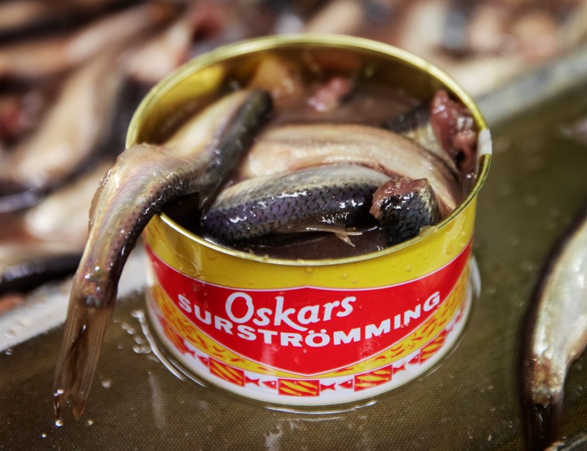 Is Surströmming Safe to Eat
