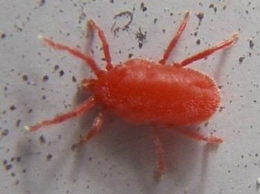 【2026年最新】春のベランダに蠢く「赤い小さい虫」の正体とは？潰すと危険な理由と水で勝つプロの撃退術