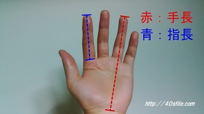 【動画まとめ】 指 の 長 さ 気になる噂と真相 #624