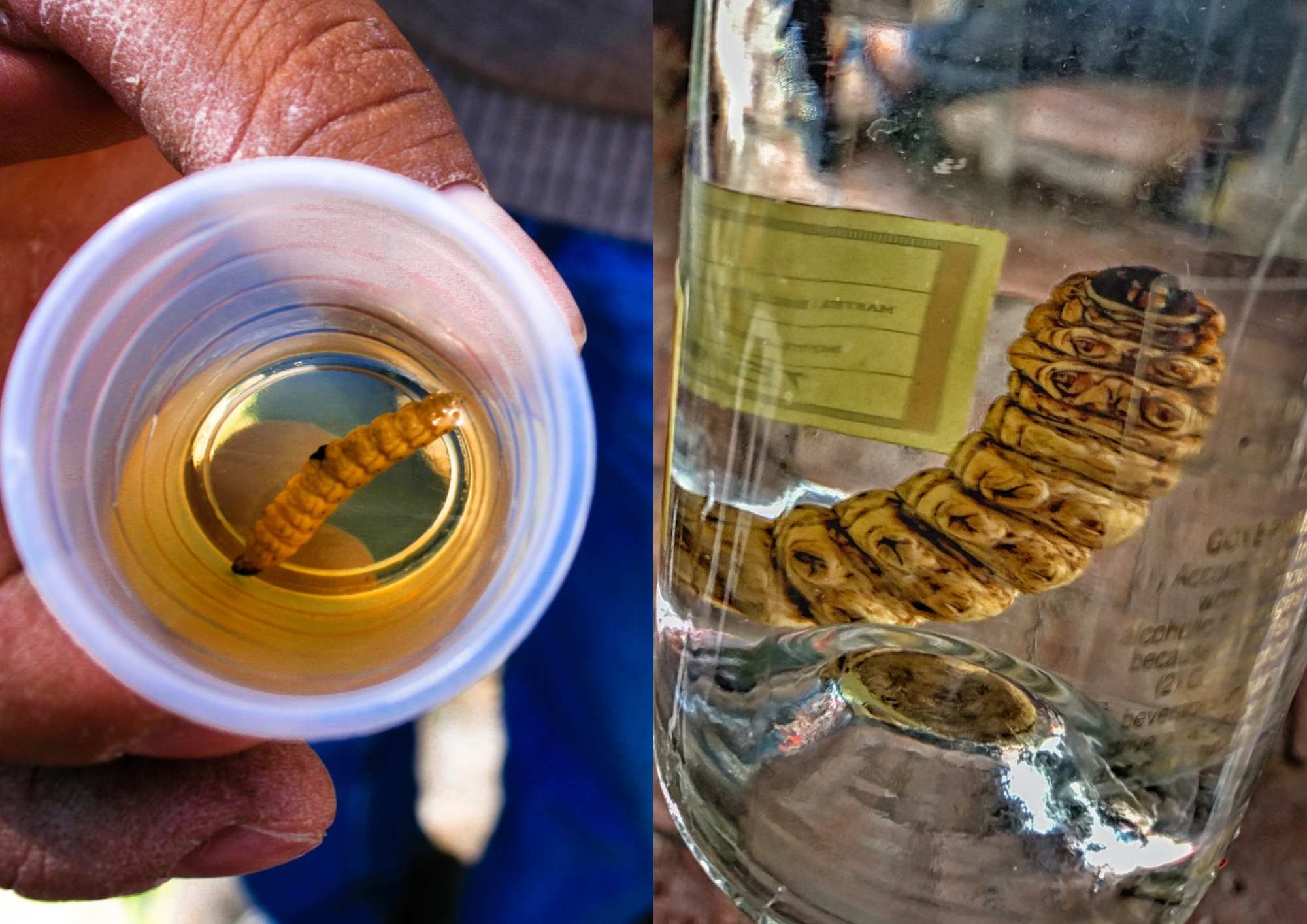 Why Is There a Worm in the Bottle of Tequila
