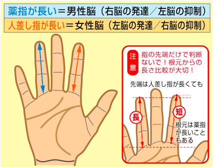 【徹底調査】 薬指 長い 男 割合 人気理由と評判まとめ #740