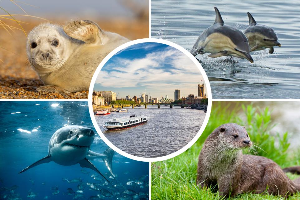 What Animals Live in the River Thames
