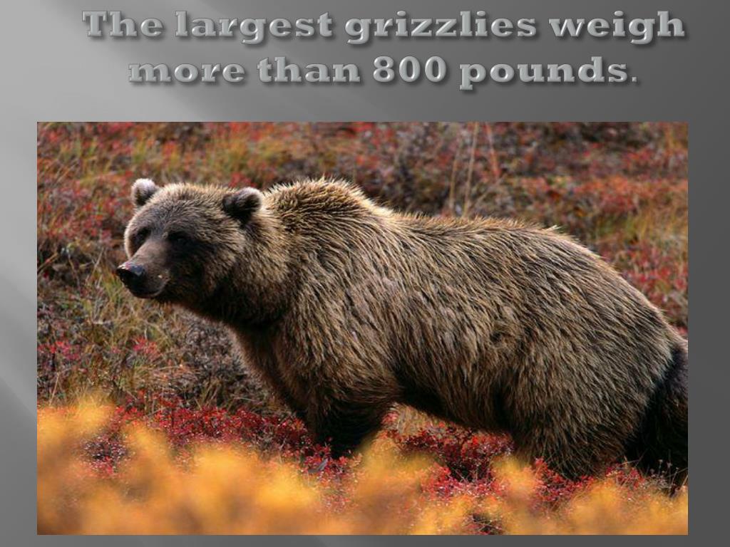 How Much Do Grizzlies Weigh