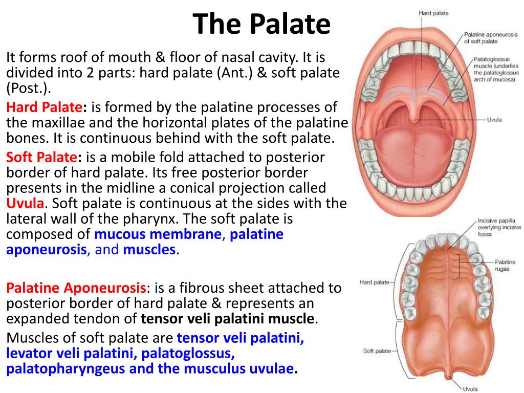 Clean Your Palate Meaning