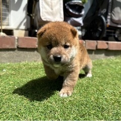 【Wiki風】 豆 柴 子犬 差し上げ ます 話題のSns投稿まとめ 2026 #714