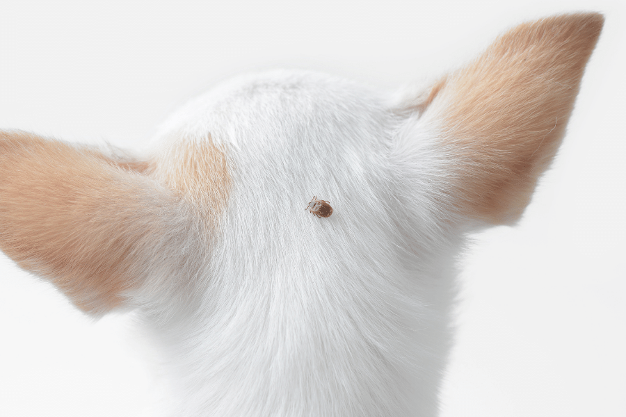 Tick Head on Dog