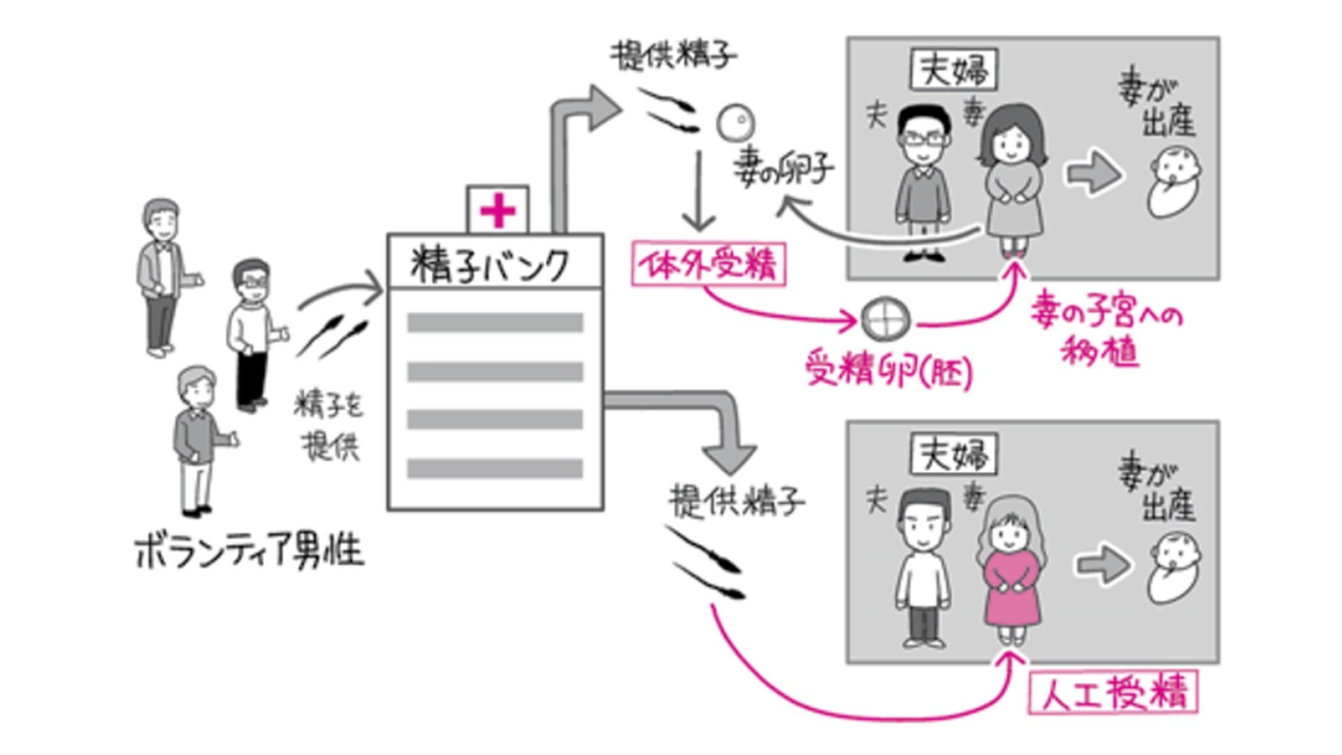 精子提供ドナーの闇と真実｜Sns取引の罠と2026年法規制の全貌
