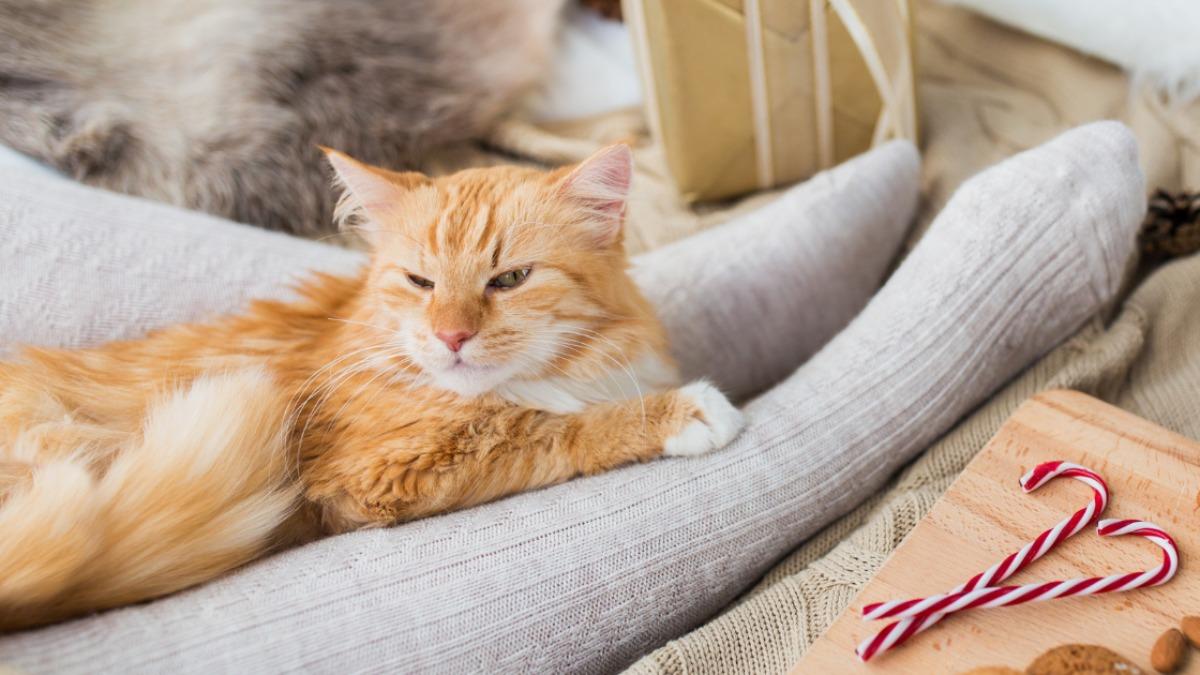 猫が足元で寝る心理とは？嫌われ疑惑を覆す意外な本音と最新行動学