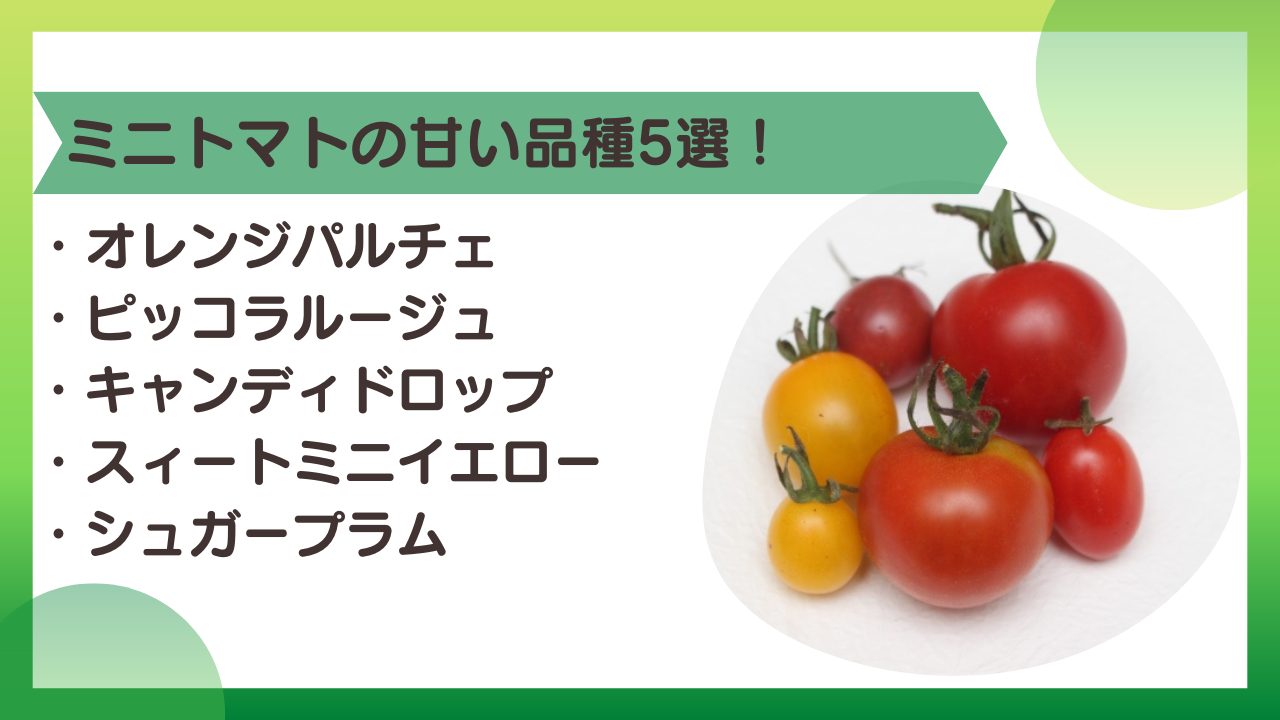 糖度10度超え連発！本当に甘い極上ミニトマトの失敗しない選び方