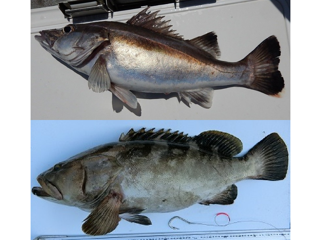 クエとアラの違いとは？九州アラ鍋の正体と高級魚の見分け方