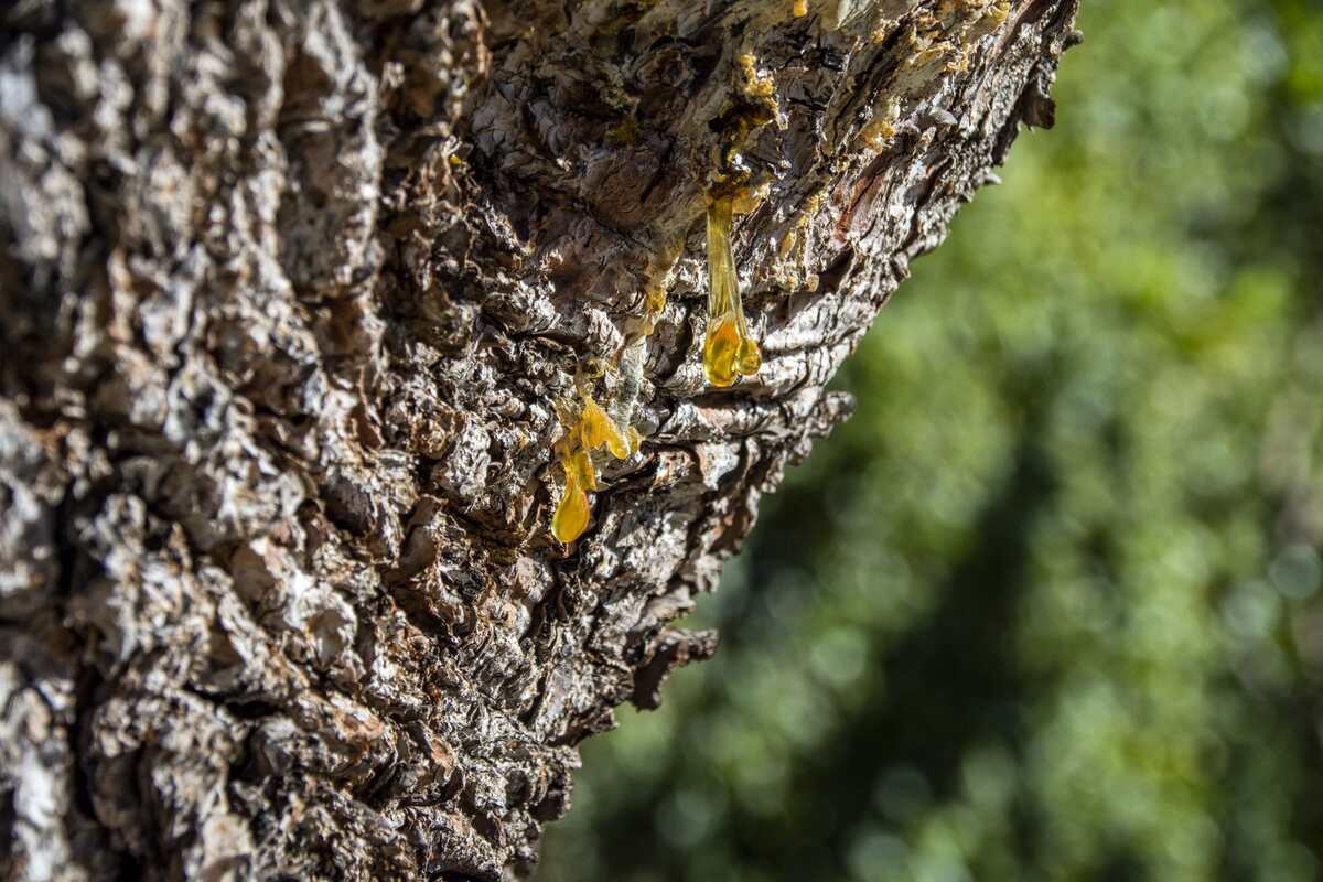Why Is My Tree Leaking Sap