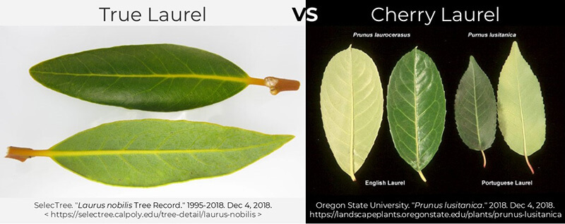 Bay Laurel vs Cherry Laurel