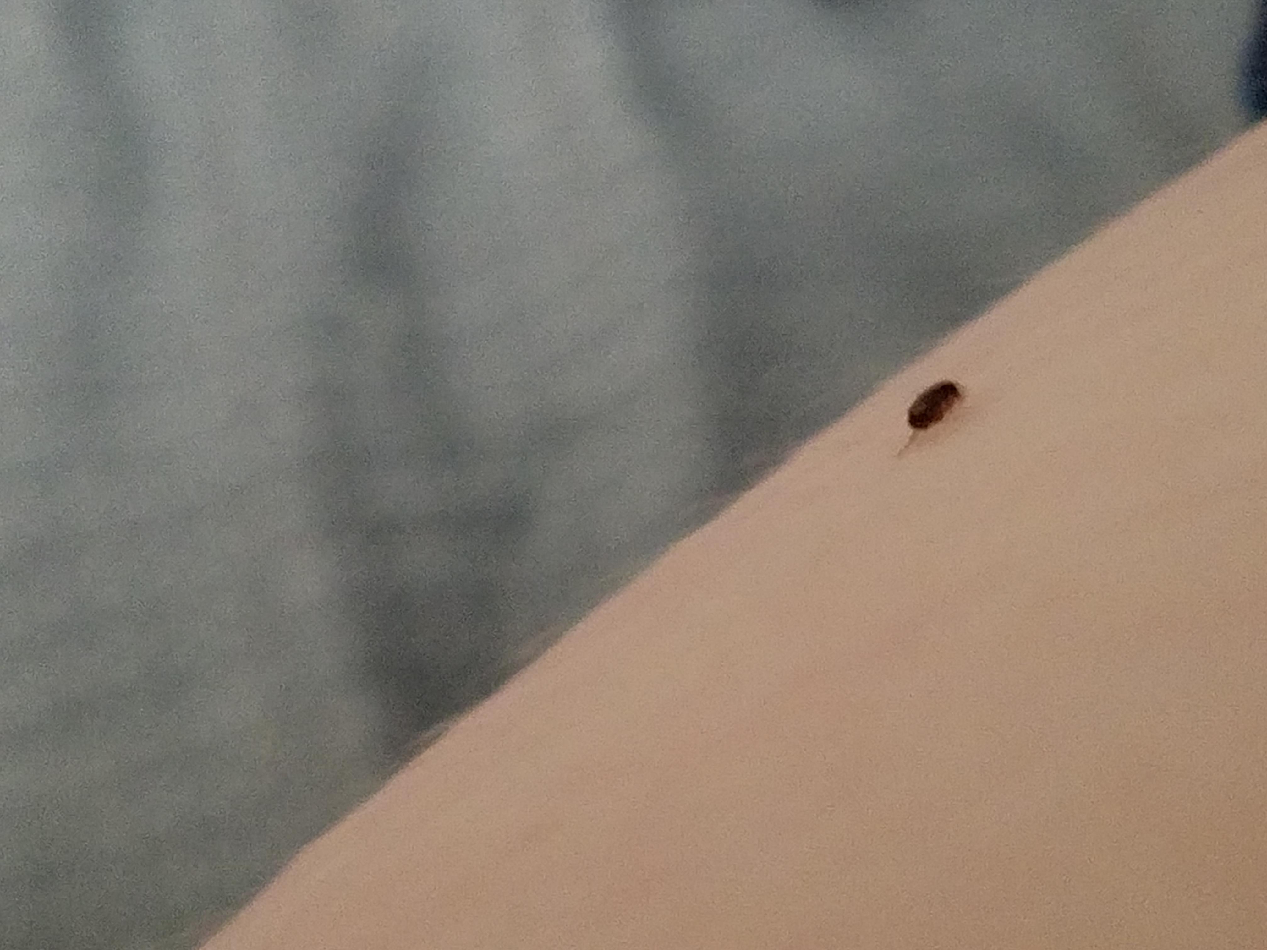 Tiny Black Jumping Bugs in Bed