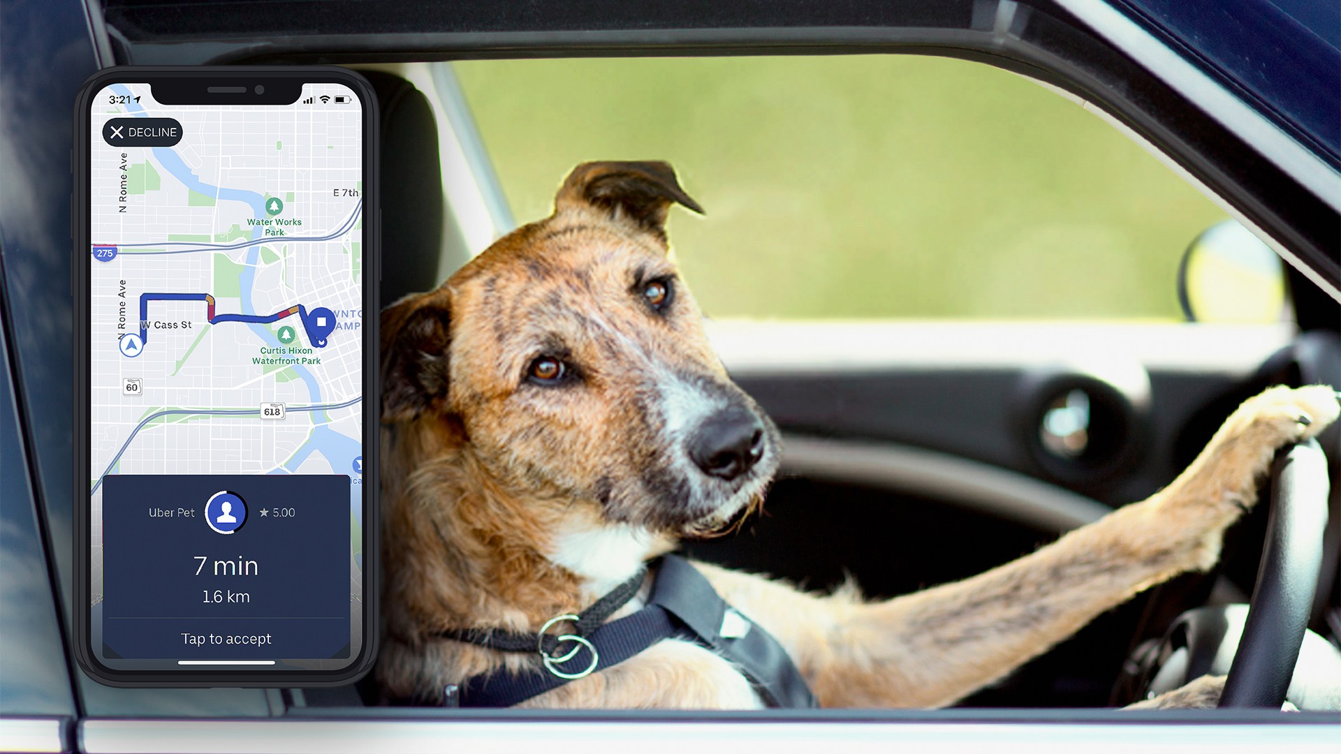 Can I Take Dog on Uber