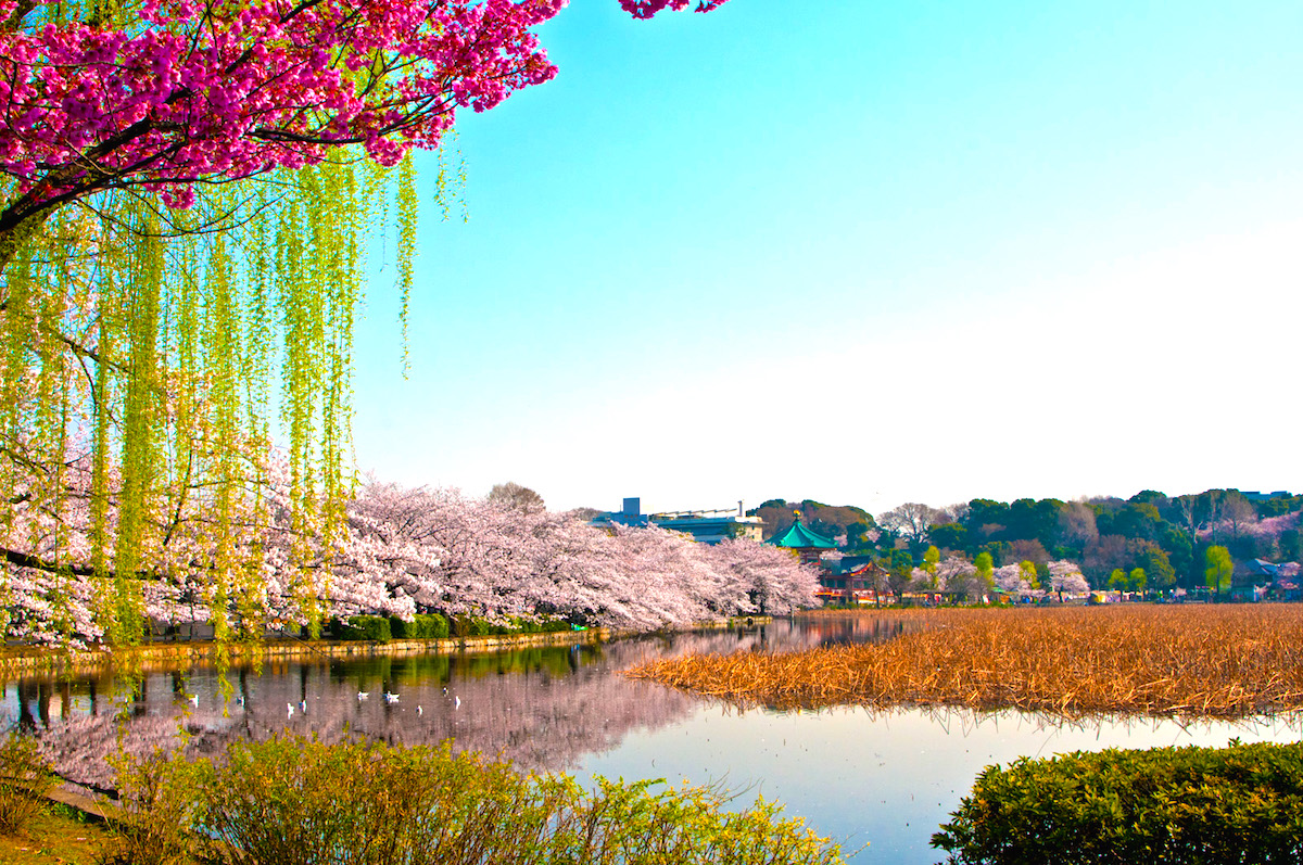 2026年最新【上野グルメ解体新書】アメ横の熱気から裏路地の隠れ家まで、今食べるべき至高の一皿