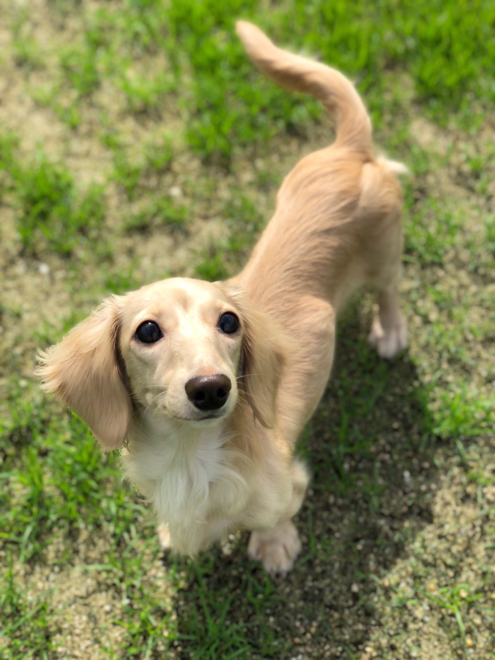 カニンヘンダックスとは？ミニチュアとの違いと飼いにくさの真相