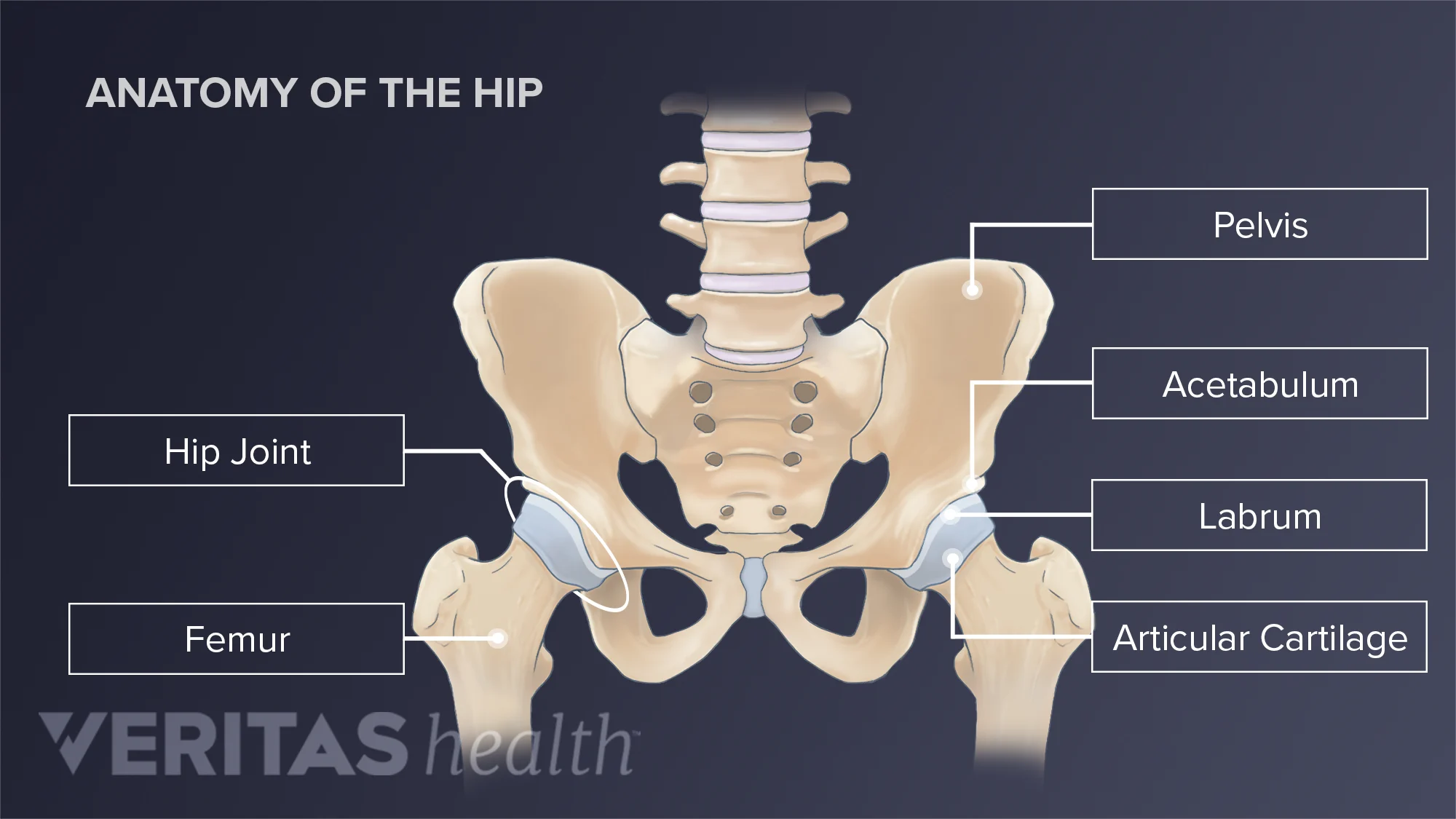 Anatomy of Female Hip
