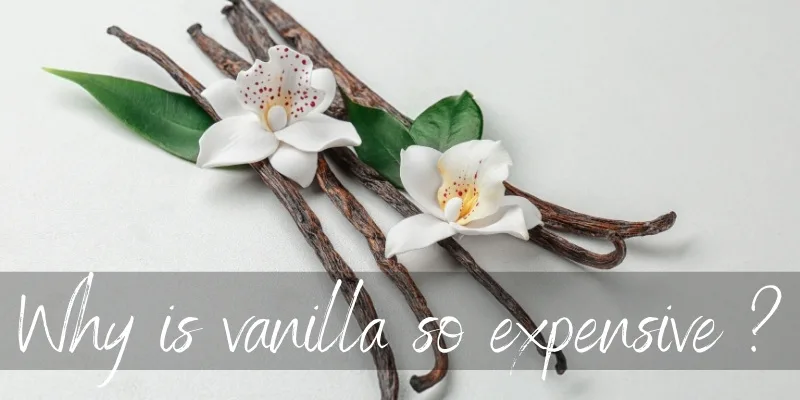 Why Vanilla Is So Expensive