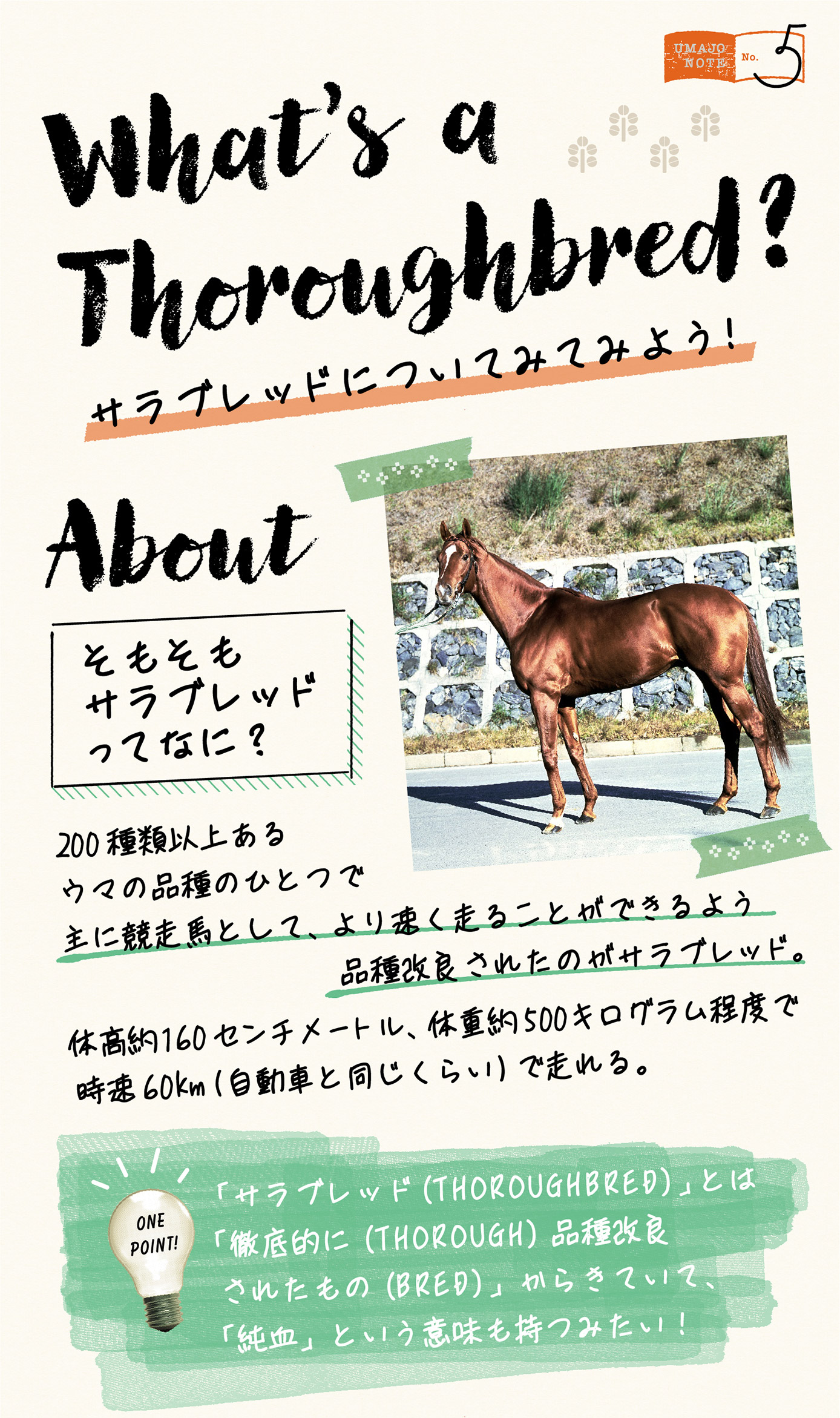 サラブレッドとはどんな馬？血統の定義から人間への比喩まで徹底解説