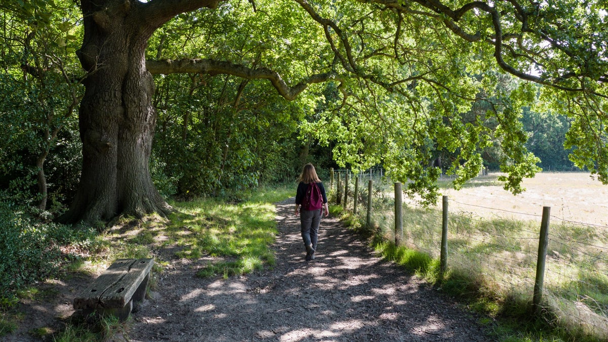 National Trust - Petts Wood and Hawkwood