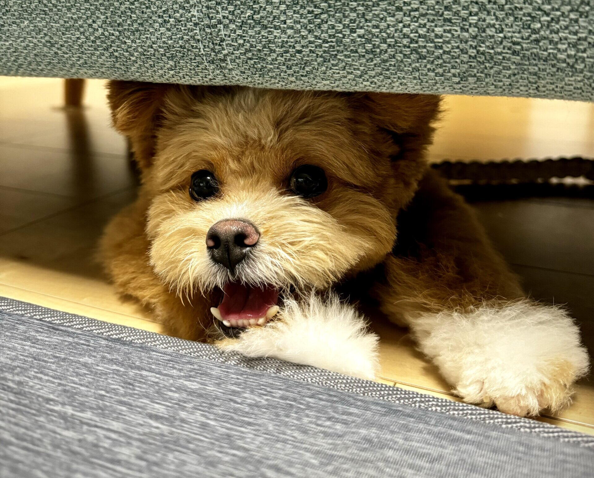 ポメプー成犬は可愛くない？猿期や毛質変化の真相と後悔しない全知識