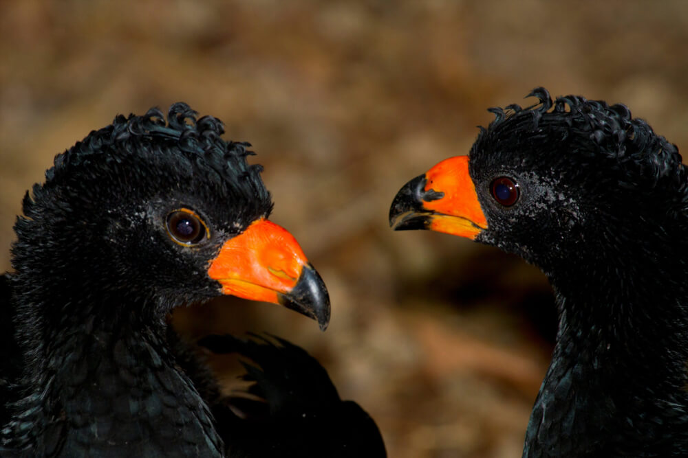 Black Bird with an Orange Beak