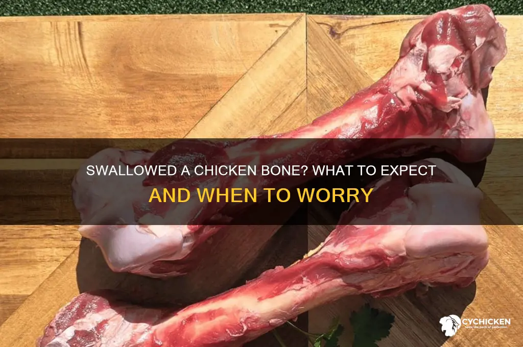 What Happens If You Swallow a Chicken Bone