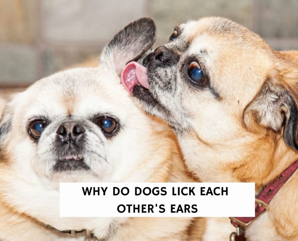 Why Do My Dogs Lick Each Others Ears