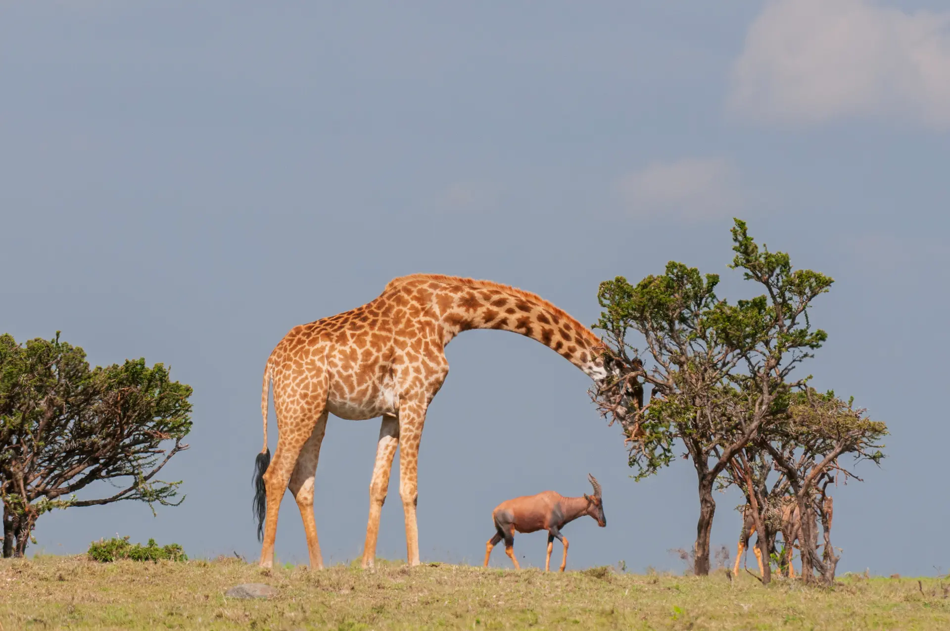 Why Does the Giraffe Have a Long Neck