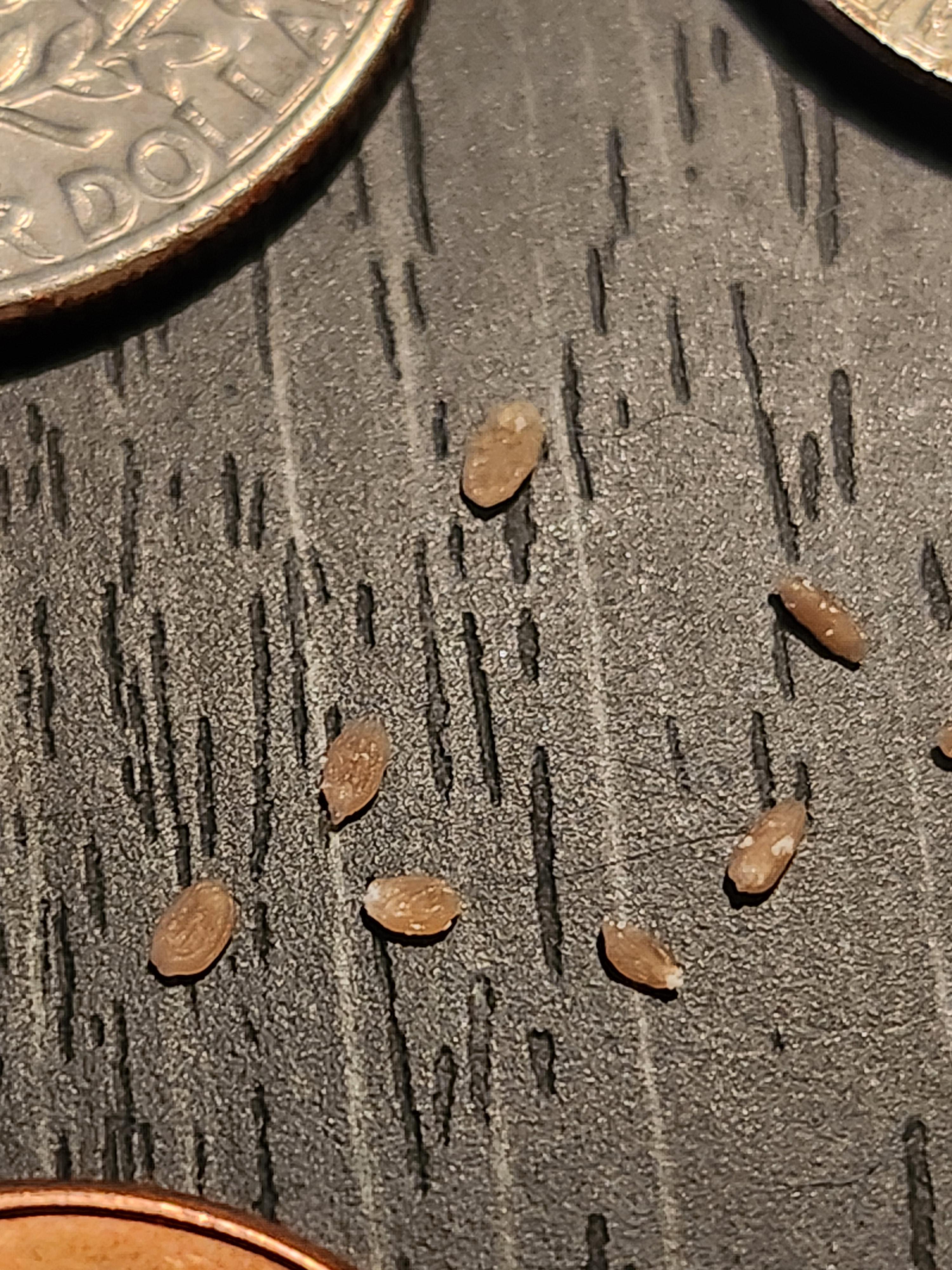 部屋のごまみたいな虫の正体は？大量発生の理由と2026年最新駆除法