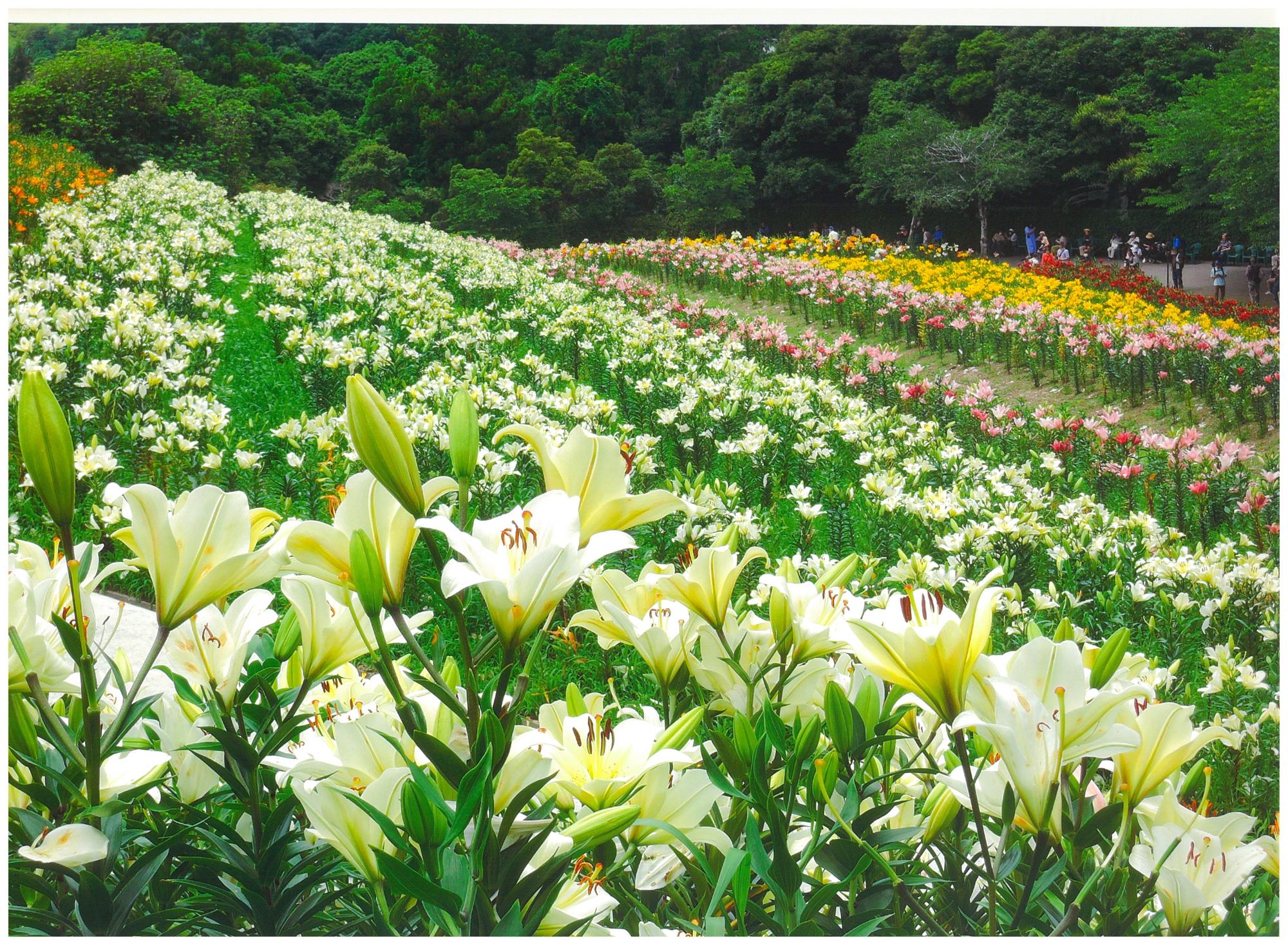 可睡ゆりの園2026見頃・開花状況と混雑裏ワザ！絶景と名物グルメ徹底解剖