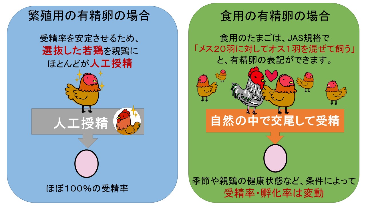 有精卵とは？ヒヨコが孵化する噂と無精卵との味・栄養の違いを徹底解明
