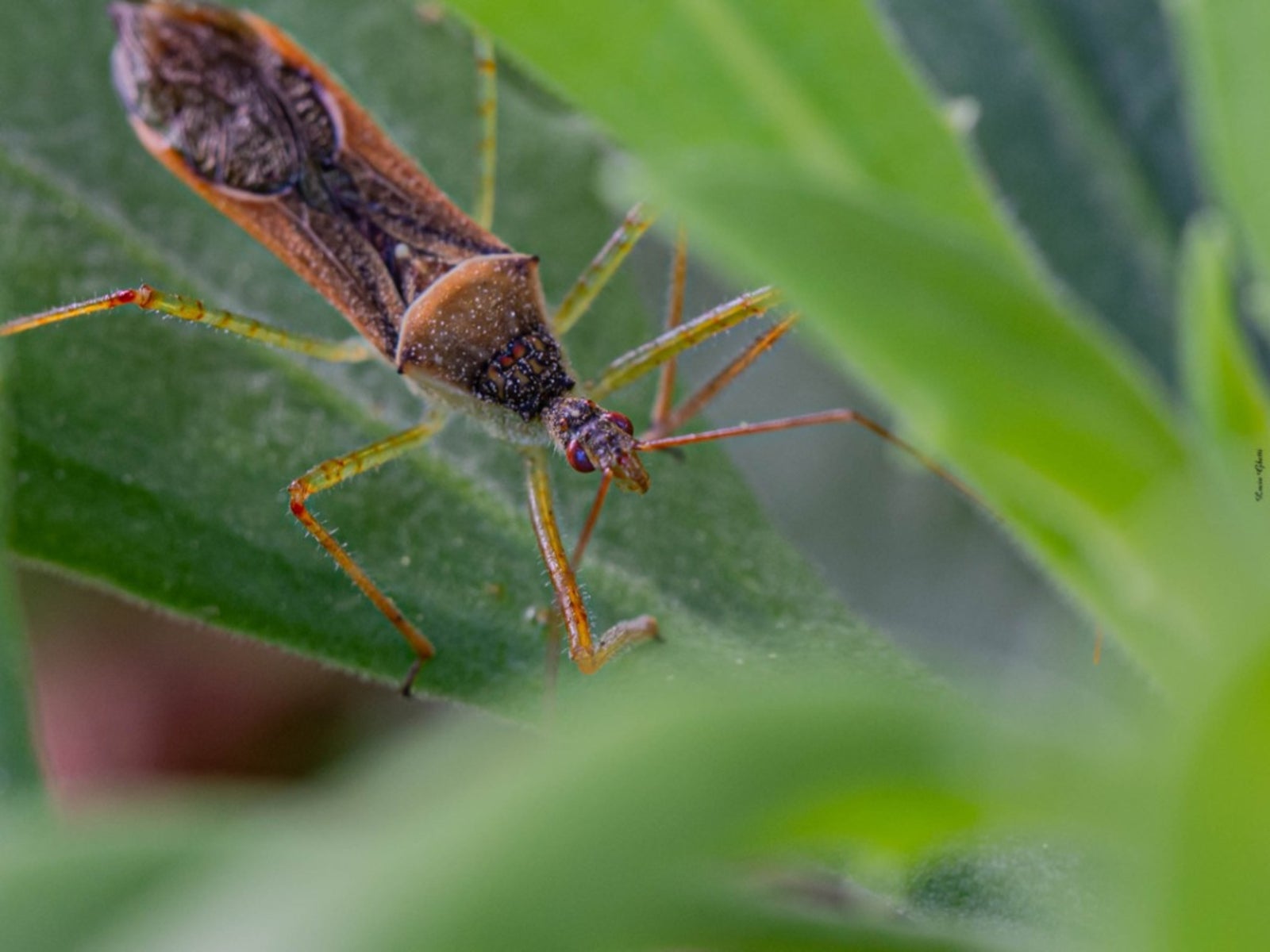 Are Assassin Bugs Good for the Garden