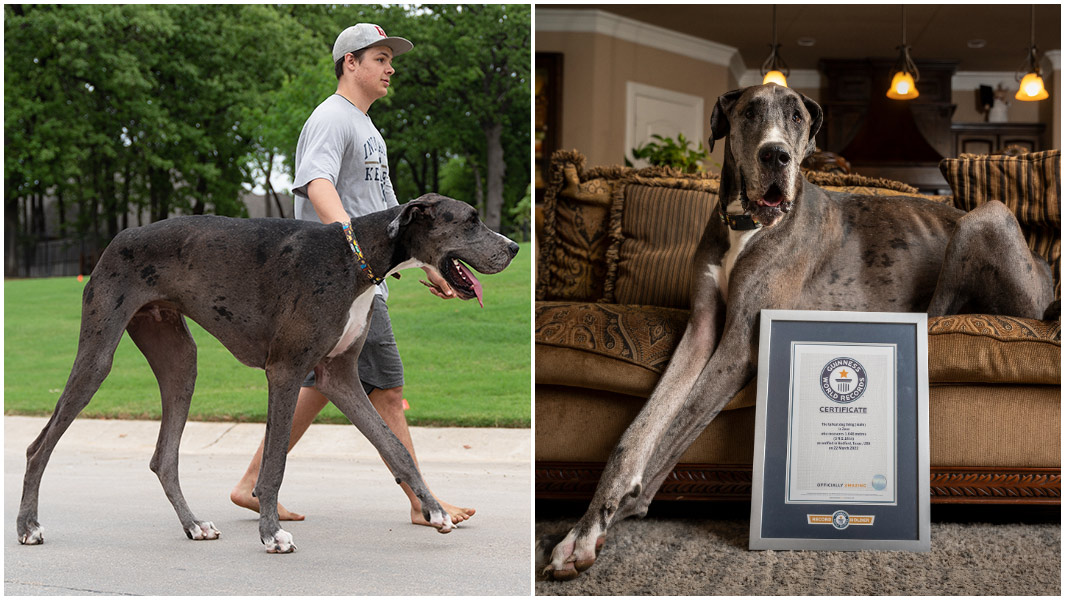 What Is the Biggest Dog on the Planet