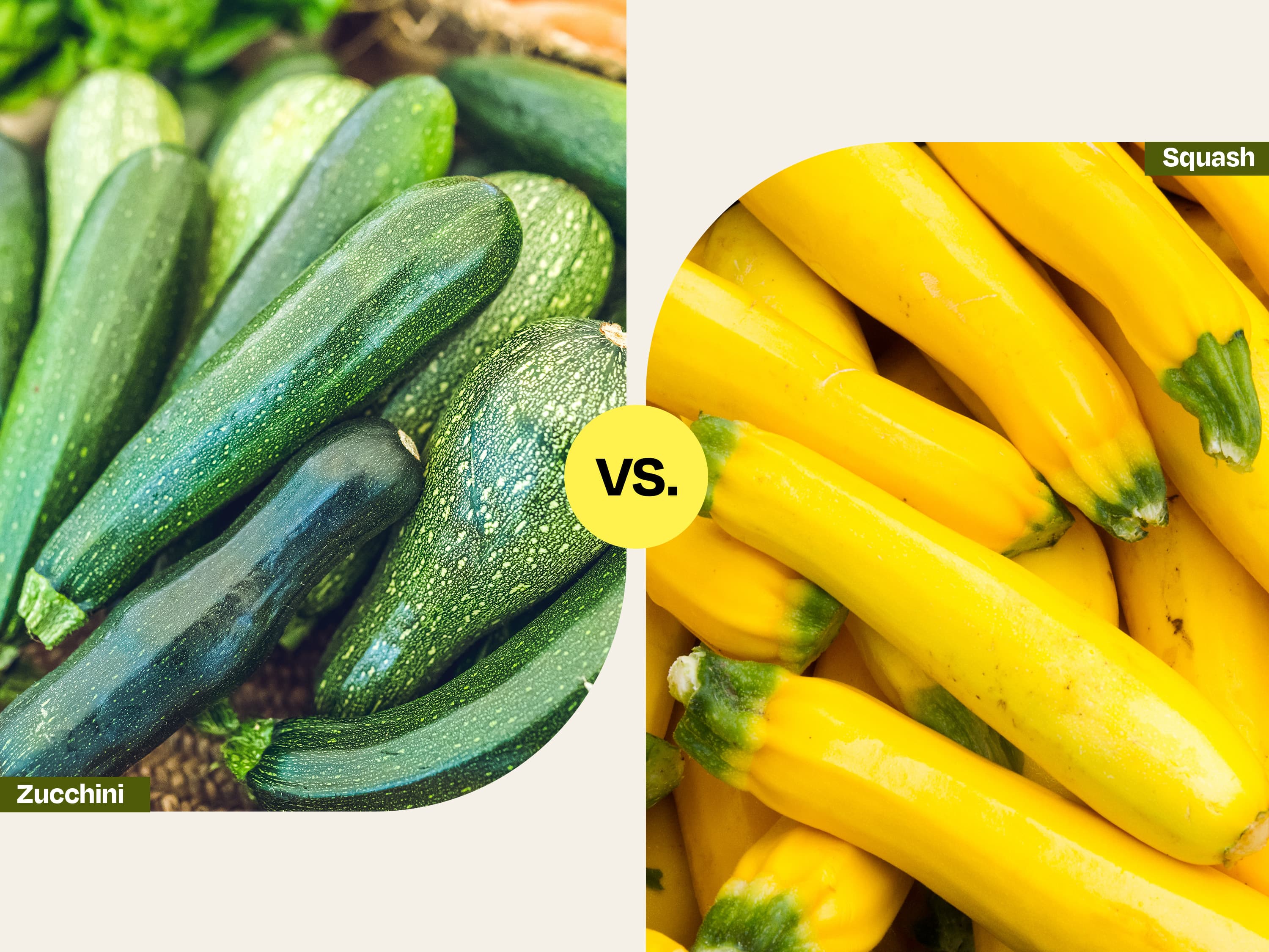 Difference Between Squash and Zucchini Plants