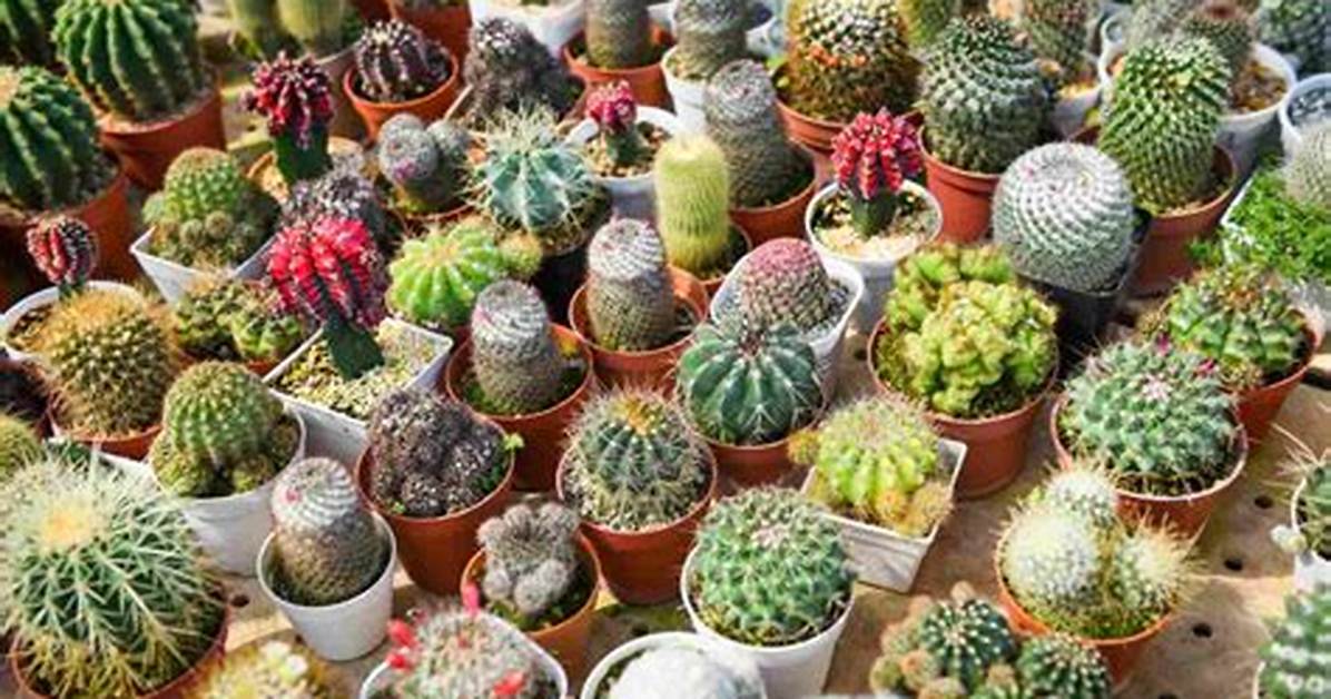 Are All Cactus