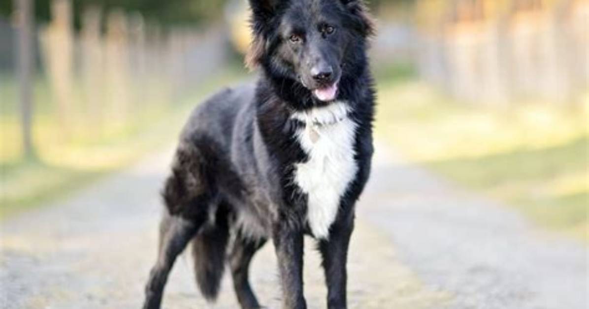 Border Collie Cross