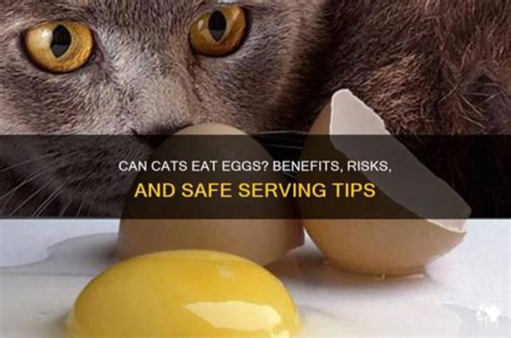 Can Cats Eat Eggs? Vet-Style Guidance on Safety, Serving, and Risks