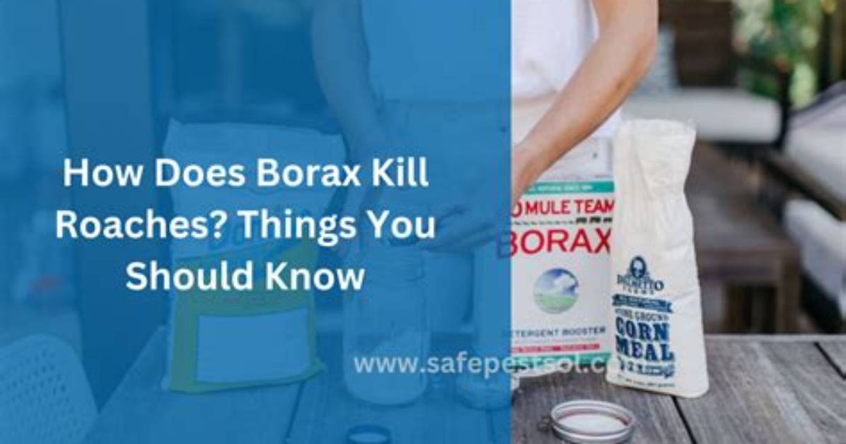 Does Borax Kill