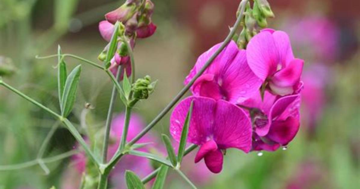Does Sweet Pea