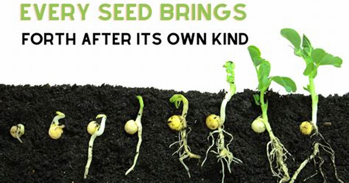 Every Seed In