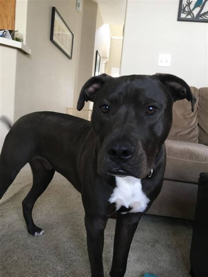 Mixed Lab and Pitbull: Temperament, Training, Costs, and Care