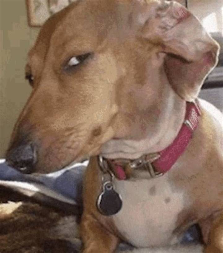 Side Eye Dog Meme: Why It Went Viral and How People Use It
